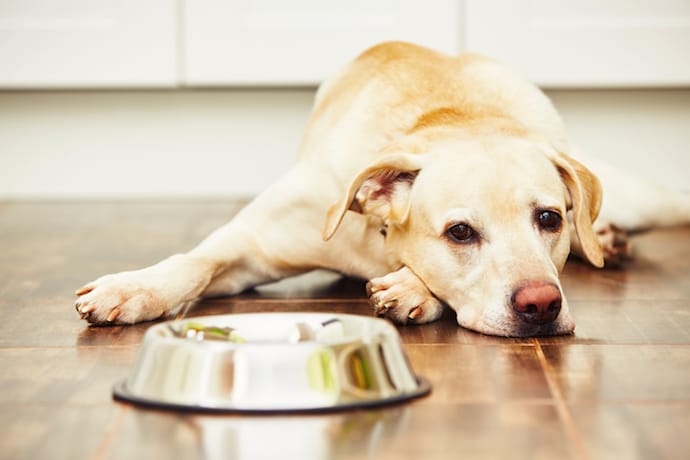 Affordable Pet Care at Home: Simple Ways to Keep Your Pets Healthy on a Budget